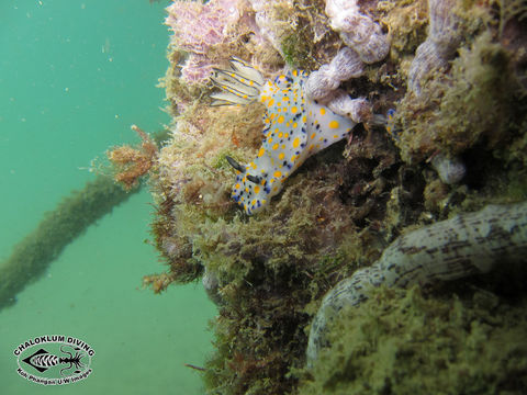 Image of Hypselodoris kanga Rudman 1977