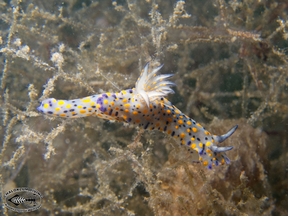 Image of Hypselodoris kanga Rudman 1977