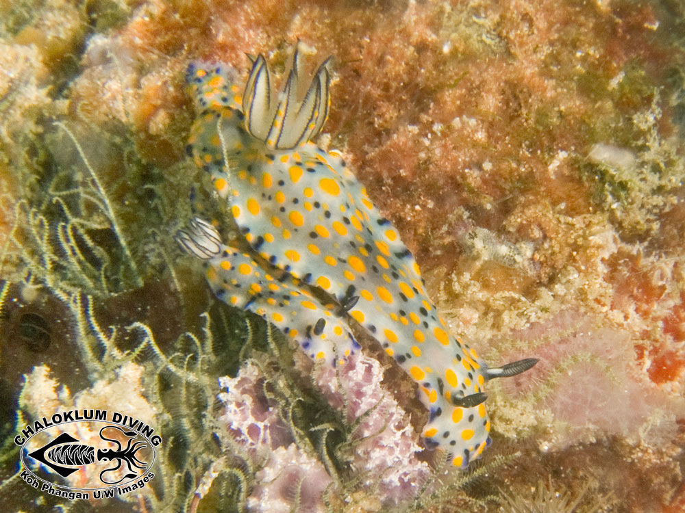 Image of Hypselodoris kanga Rudman 1977