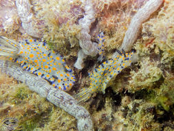 Image of Hypselodoris kanga Rudman 1977