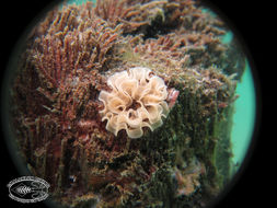 Image of Hypselodoris kanga Rudman 1977