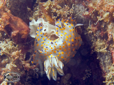 Image of Hypselodoris kanga Rudman 1977