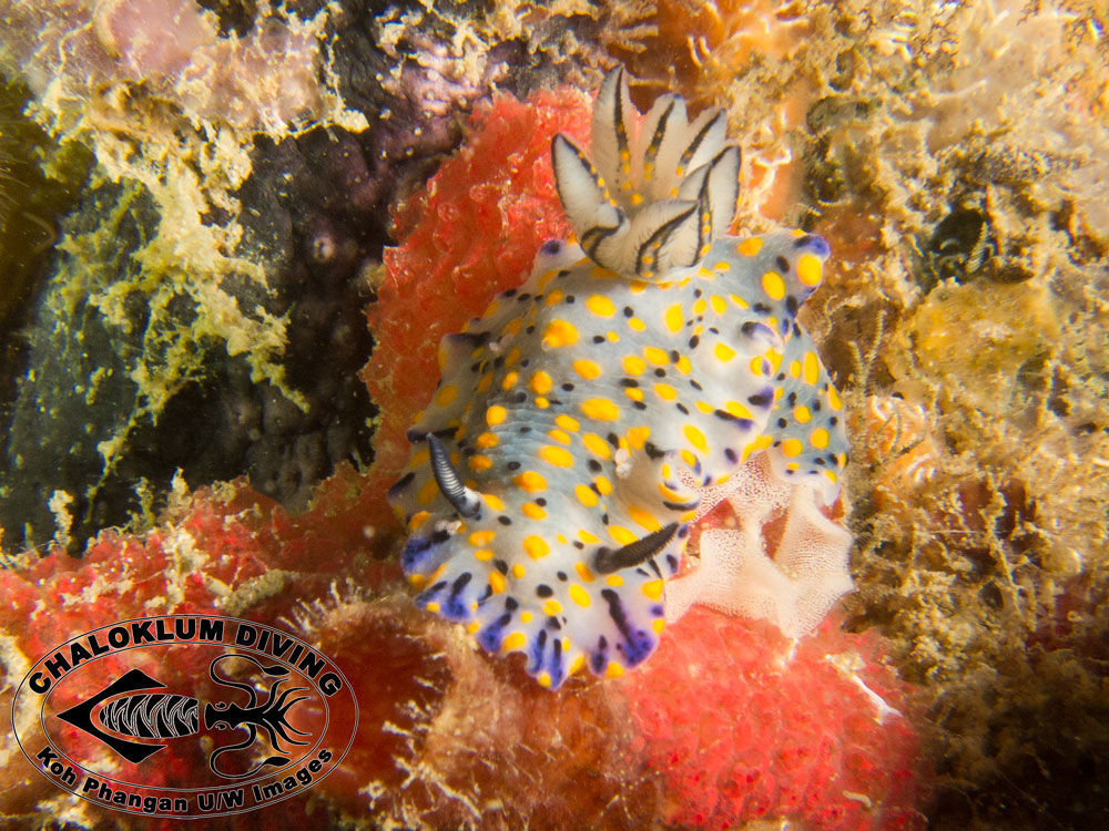 Image of Hypselodoris kanga Rudman 1977