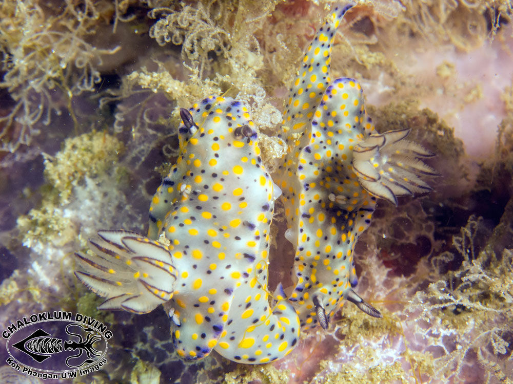 Image of Hypselodoris kanga Rudman 1977