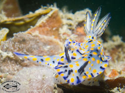 Image of Hypselodoris kanga Rudman 1977