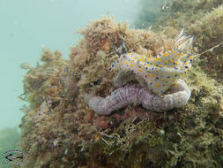 Image of Hypselodoris kanga Rudman 1977