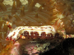 Image de Hypselodoris maculosa (Pease 1871)