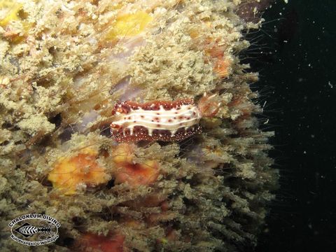 Image of Hypselodoris maculosa (Pease 1871)