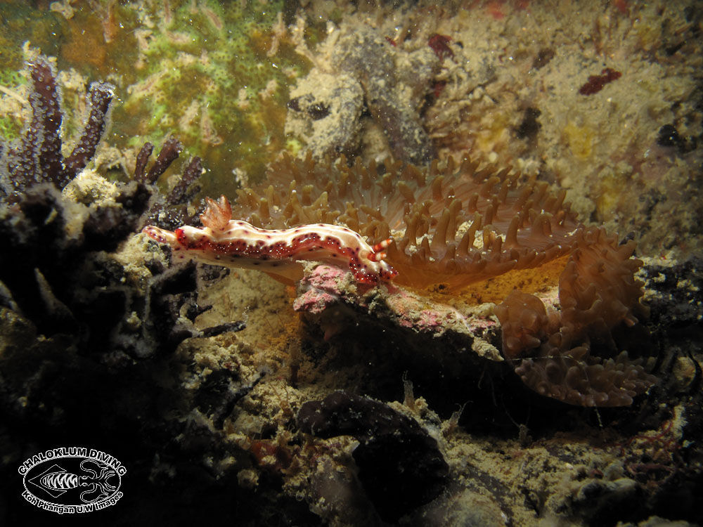 Image de Hypselodoris maculosa (Pease 1871)