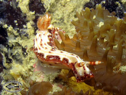 Image de Hypselodoris maculosa (Pease 1871)