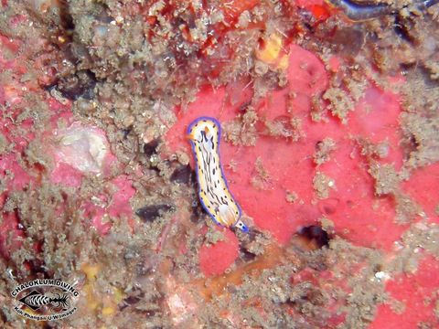 Image de Hypselodoris maritima (Baba 1949)