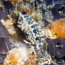 Image of Hypselodoris sagamiensis (Baba 1949)