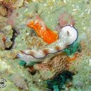 Image of Leopard head flapper slug