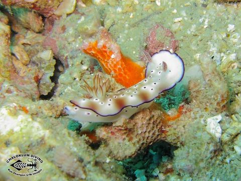 Sivun Hypselodoris tryoni (Garrett 1873) kuva