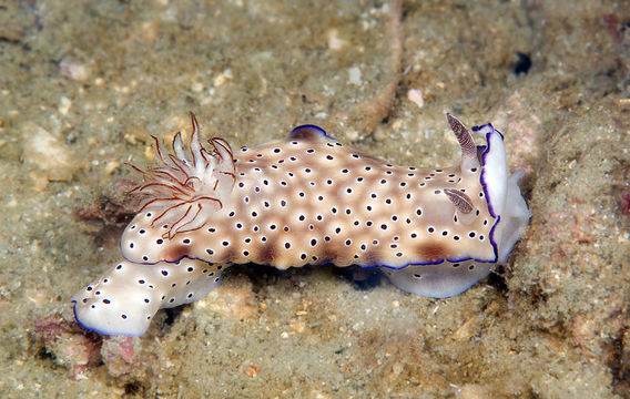 Image of Leopard head flapper slug