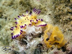 Image of Purple tipped multi-pustuled slug