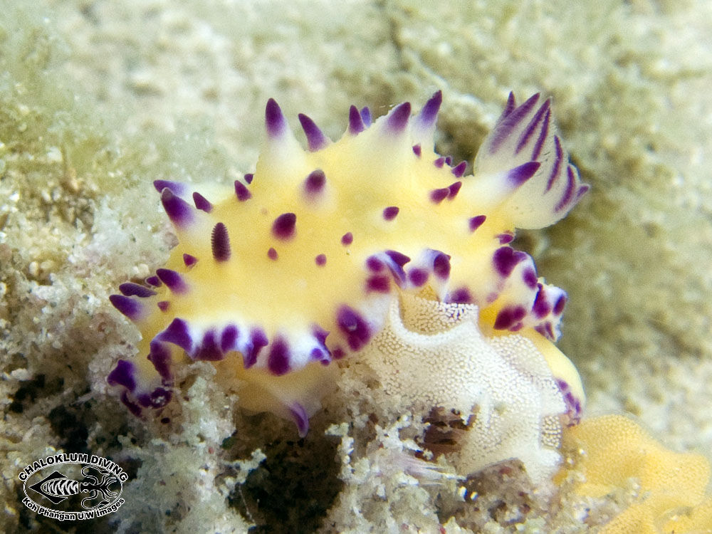 Image of Purple tipped multi-pustuled slug