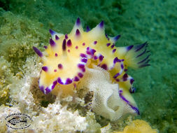 Image of Purple tipped multi-pustuled slug