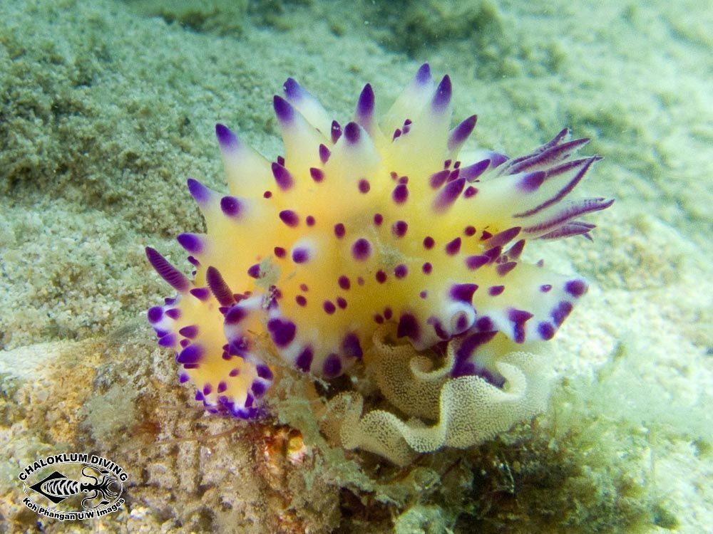 Image of Purple tipped multi-pustuled slug