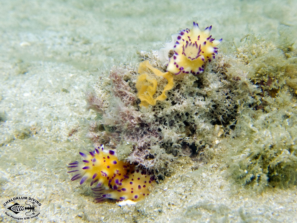 Image of Purple tipped multi-pustuled slug