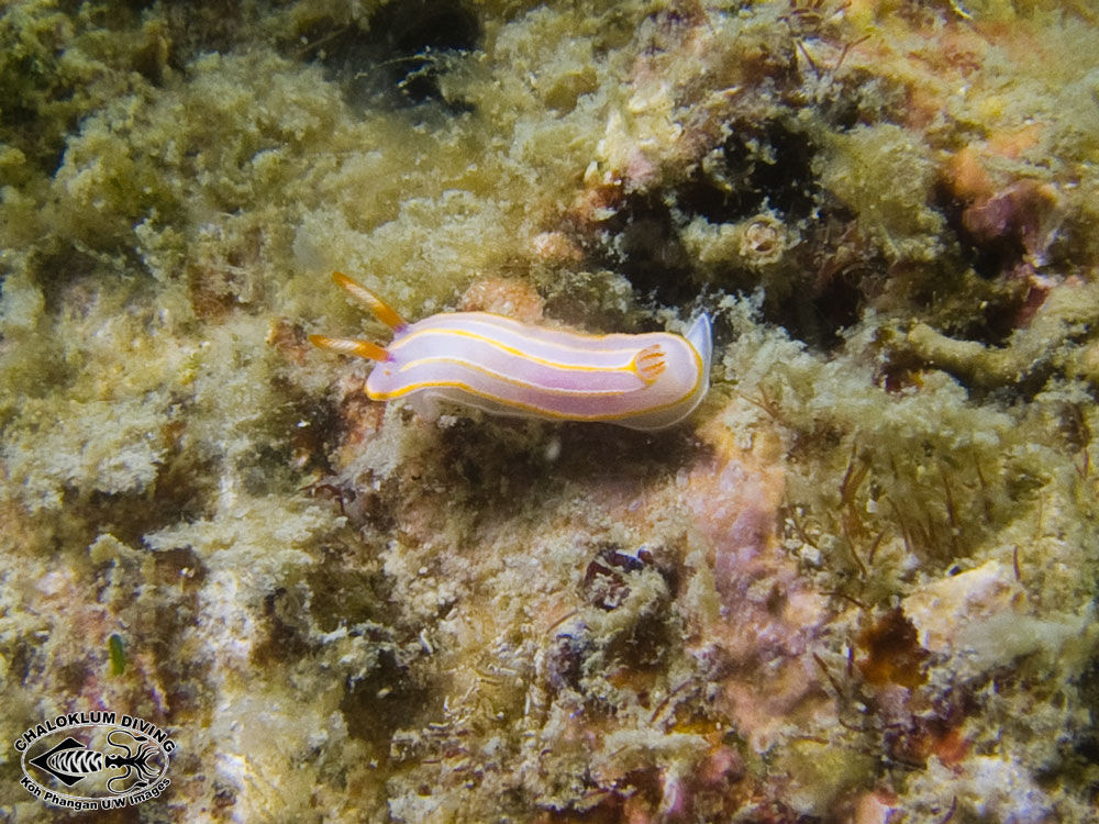 Image of Mexichromis trilineata (A. Adams & Reeve 1850)