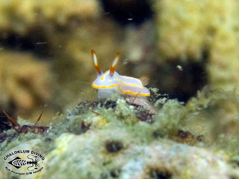 Imagem de Mexichromis trilineata (A. Adams & Reeve 1850)