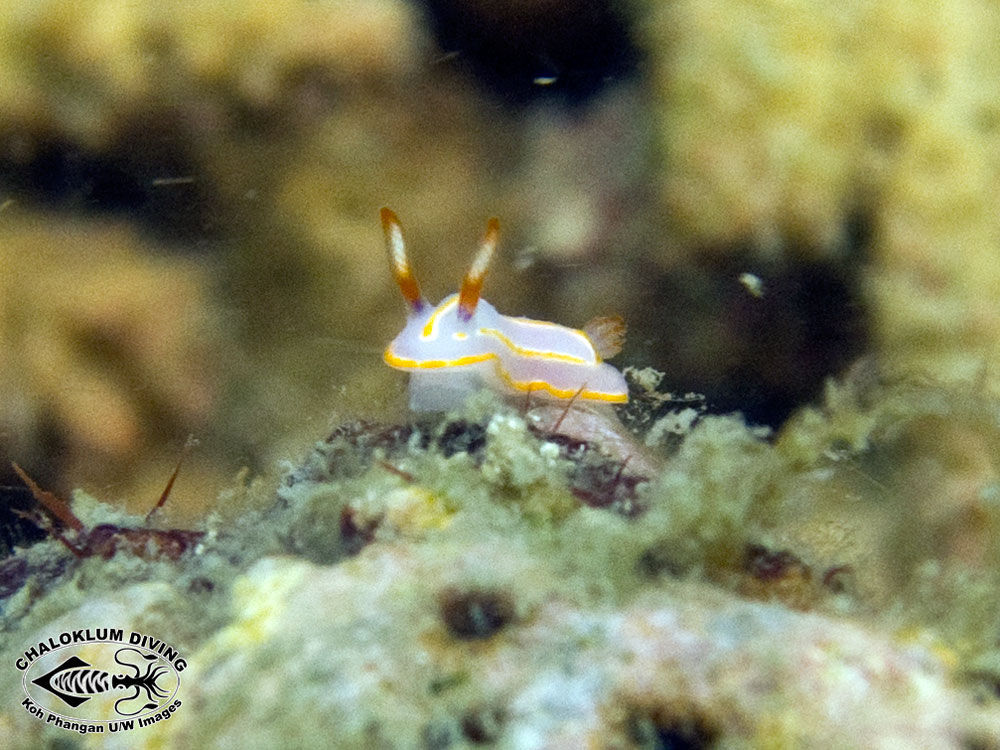 Image of Mexichromis trilineata (A. Adams & Reeve 1850)