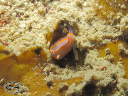 Image of Mexichromis trilineata (A. Adams & Reeve 1850)