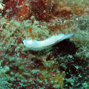 Image of Ardeadoris angustolutea (Rudman 1990)