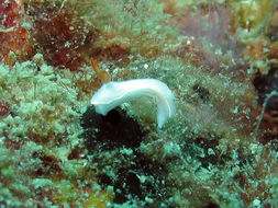 Image of Ardeadoris angustolutea (Rudman 1990)