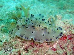 Imagem de Dendrodoris krusensternii (Gray 1850)