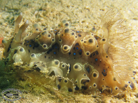 Image of Dendrodoris krusensternii (Gray 1850)