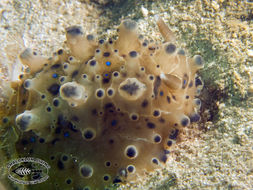 Image of Dendrodoris krusensternii (Gray 1850)