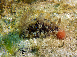 Image of Dendrodoris krusensternii (Gray 1850)