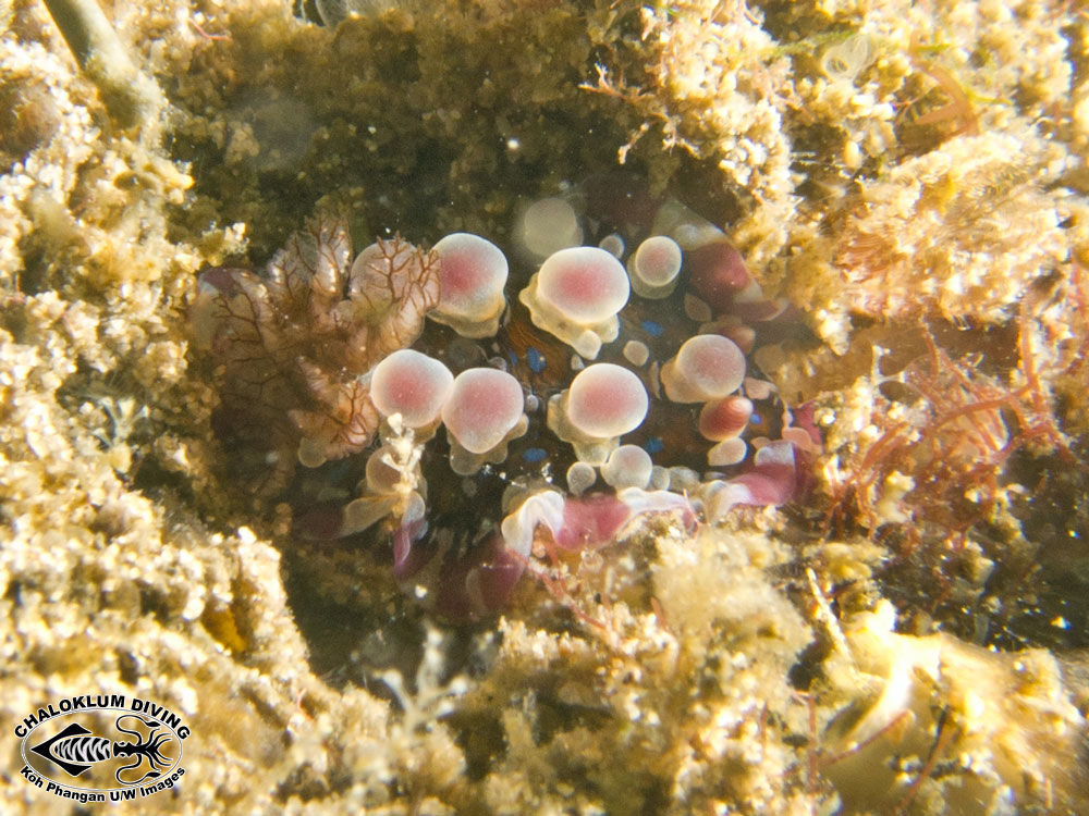 Image of Dendrodoris krusensternii (Gray 1850)