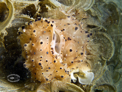 Image of Dendrodoris krusensternii (Gray 1850)