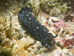 Dendrodoris nigra (Stimpson 1855) resmi