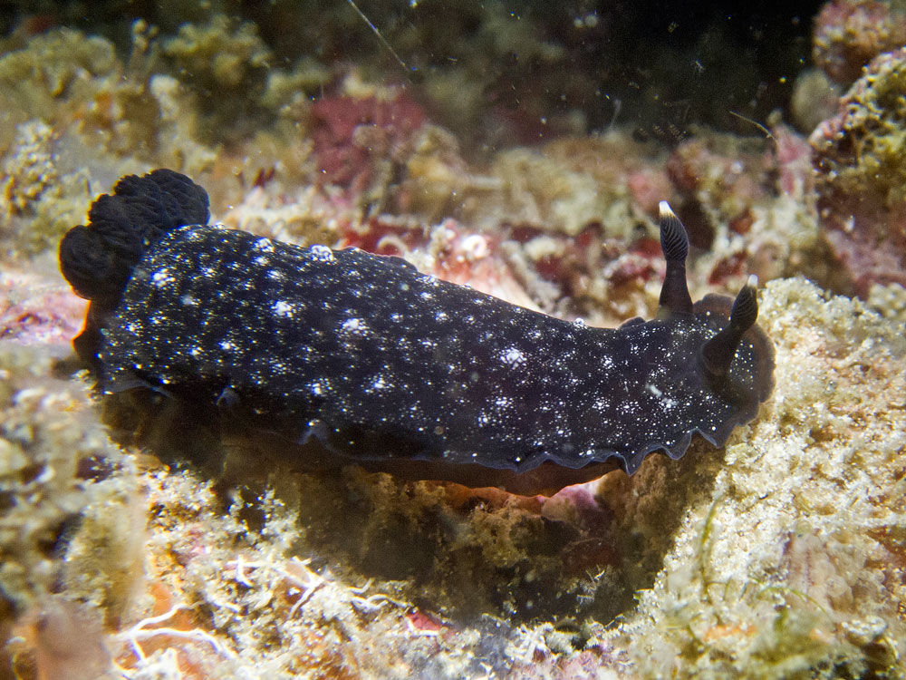 Image of Dendrodoris nigra (Stimpson 1855)