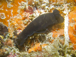 Imagem de Dendrodoris nigra (Stimpson 1855)