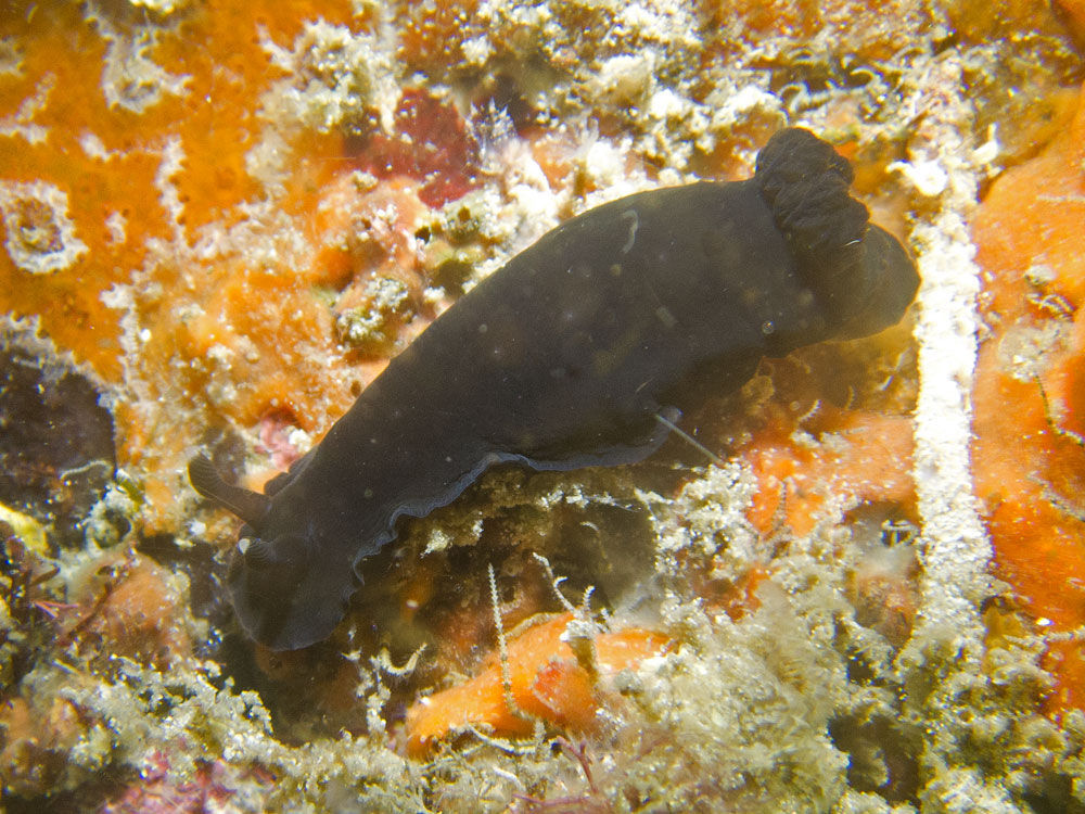 Image of Dendrodoris nigra (Stimpson 1855)