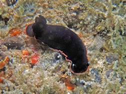 Dendrodoris nigra (Stimpson 1855) resmi