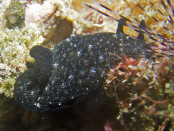 Image of Dendrodoris nigra (Stimpson 1855)