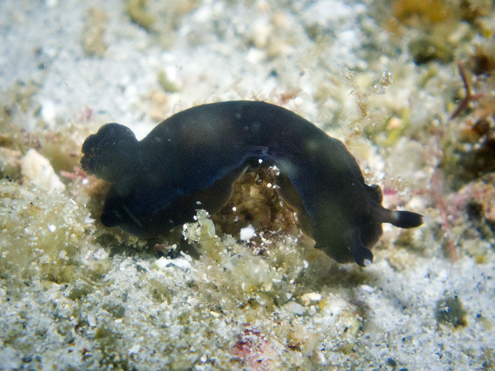 Image of Dendrodoris nigra (Stimpson 1855)