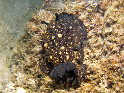 Dendrodoris nigra (Stimpson 1855) resmi