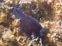 صورة Dendrodoris nigra (Stimpson 1855)