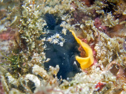 Image of Dendrodoris nigra (Stimpson 1855)