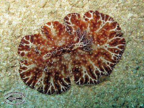 Discodoris boholiensis Bergh 1877 resmi