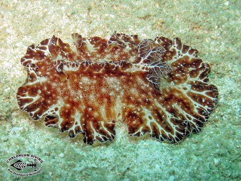 Discodoris boholiensis Bergh 1877 resmi