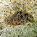 Image of <i>Hoplodoris nodulosa</i> (Angas 1864)