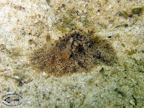 <i>Hoplodoris nodulosa</i> (Angas 1864) resmi